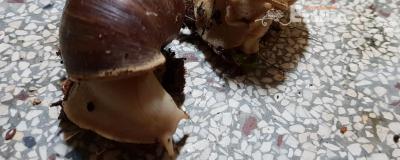 achatina achatina