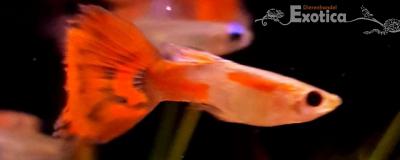 Lebistes reticulatus