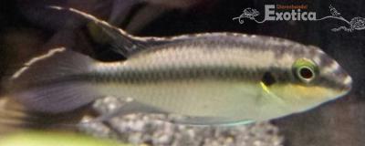 Pelvicachromis pulcher