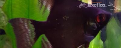 Pterophyllum scalare black
