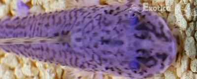 L-010 Rineloricaria lanceolata 