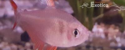 Hyphessobrycon bentosi white fin