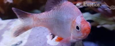 Capoeta tetrazona platinum