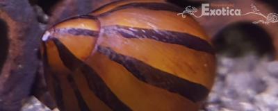 Nerittina turita