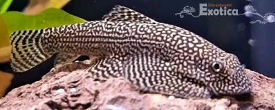 Sewellia sp. spotted