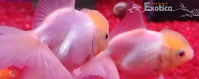 oranda wit