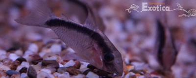 Corydoras arcuatus