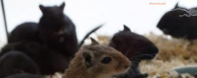gerbil