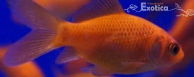goldfish red