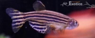 Brachydanio rerio