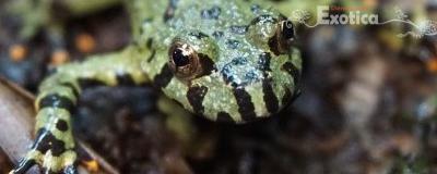 Bombina orientalis