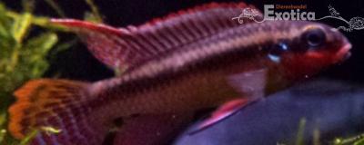 Pelvicachromis taeniatus nigeria red (man)