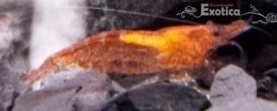 Neocaridina denticulata