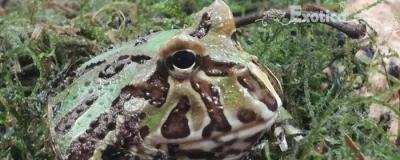 Ceratophys cranwelli