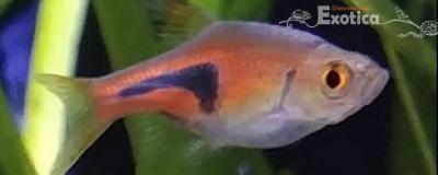 Rasbora espei