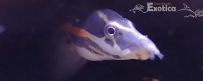Mastacembelus erythrotaenia