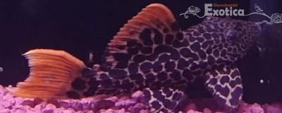 Pseudacanticus leopardus