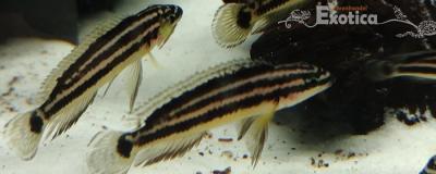 Julidochromis ornatus