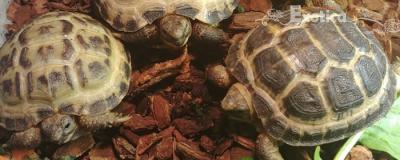 Testudo horsfieldi