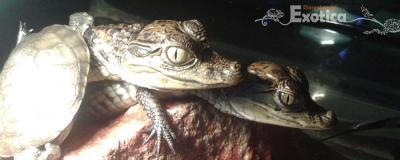 Caiman crocodilus
