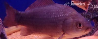 Carassius carassius