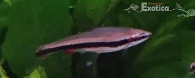 nannostomus beckfordi