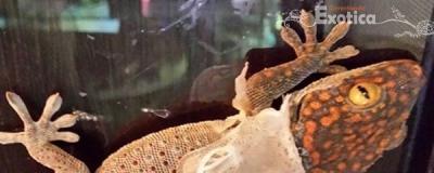 Gekko gecko