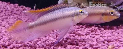 Pelvicachromis kribensis