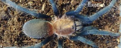 Holothele longipes 
