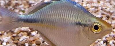 Melanotaenia lacustris