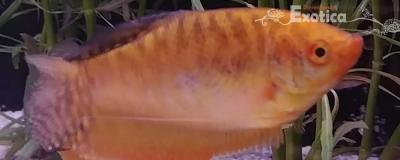 Trichogaster trichopterus goud