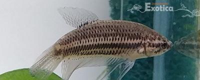 betta smaragdina kopper