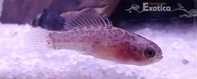 Elassoma evergladei (vrouw)