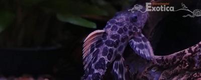 L-600 Pseudacanthicus leopardus