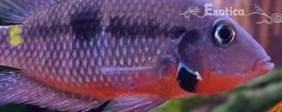 Cichlasoma meeki