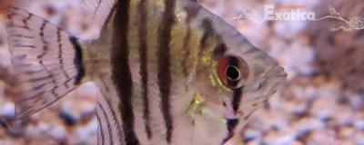 Pterophyllum scalare (zebra)