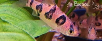 Puntius rhombocellatus