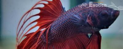 betta splendens (man) crowntail