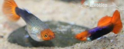 Lebistes reticulatus (Koi Red Tuxedo Red Nose)