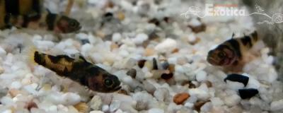 brachygobius spec. ocelot