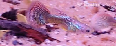 Lebistes reticulatus (snakeskin mozaiek)