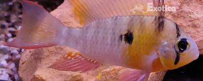 Microgeophagus altispinosa