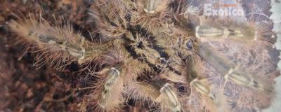 Heteroscodra maculata