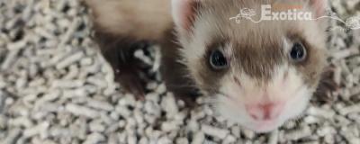 Mustela putorius furo
