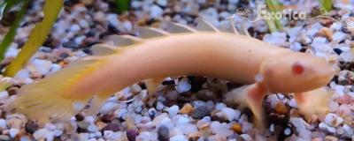 Polypterus senegalensis (albino)