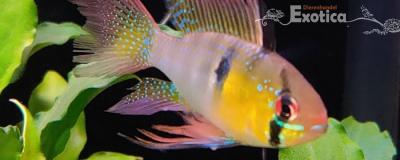 Microgeophagus Ramirezi (man) sluier