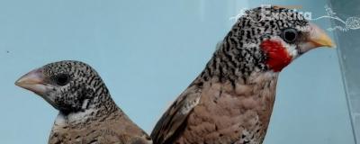 Amadina fasciata (koppel)
