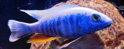 Sciaenochromis ahli
