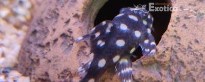 L-471Hypancistrus species