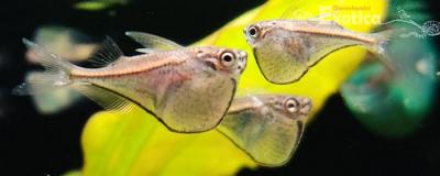 Carnegiella marthae schereri